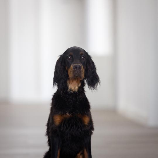 braun/ schwarzer, junger Hund